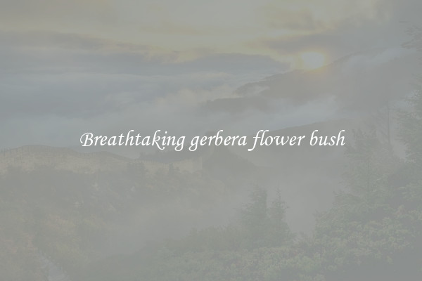 Breathtaking gerbera flower bush